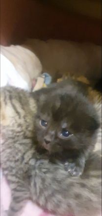 Bkh Kitten suchen ab August /September