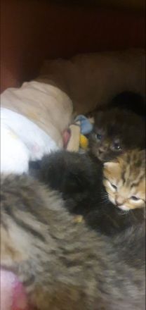 Bkh Kitten suchen ab August /September