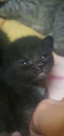 Bkh Kitten suchen ab August /September