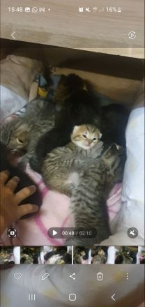 Bkh Kitten suchen ab August /September