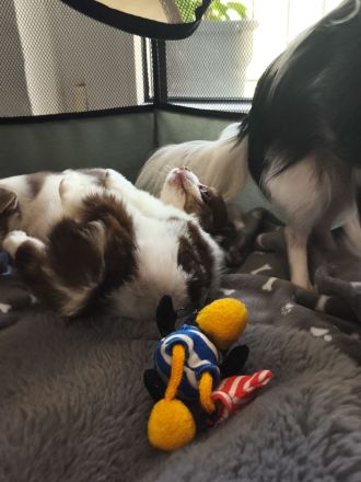 Reinrassige Chihuahua Welpen