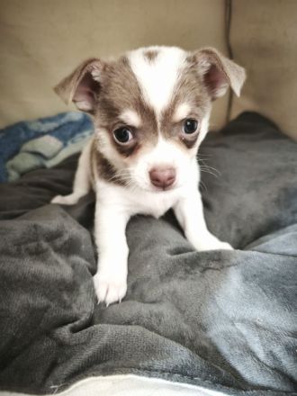 Reinrassige Chihuahua Welpen