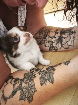 Reinrassige Chihuahua Welpen