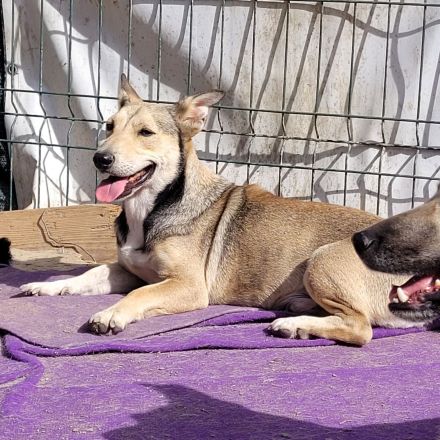 Kleiner SEPP, großes Herz