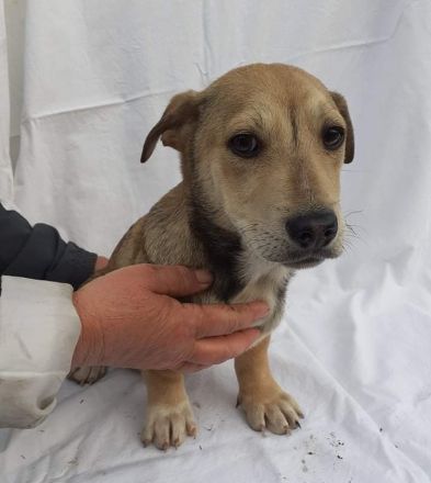 Kleiner SEPP, großes Herz