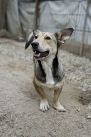 Kleiner SEPP, großes Herz