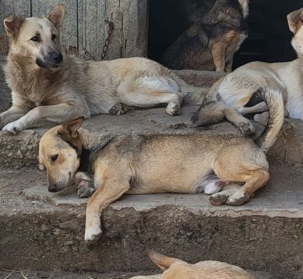 Kleiner SEPP, großes Herz