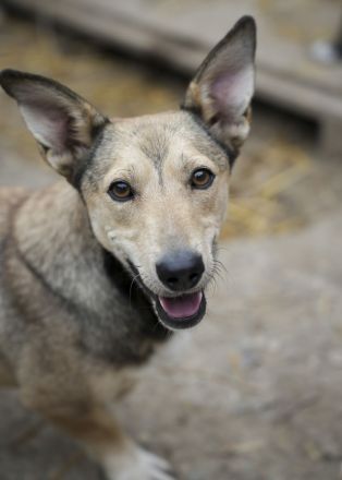 Kleiner SEPP, großes Herz