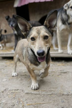 Kleiner SEPP, großes Herz