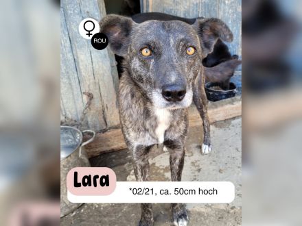 LARA die sanfte Seele