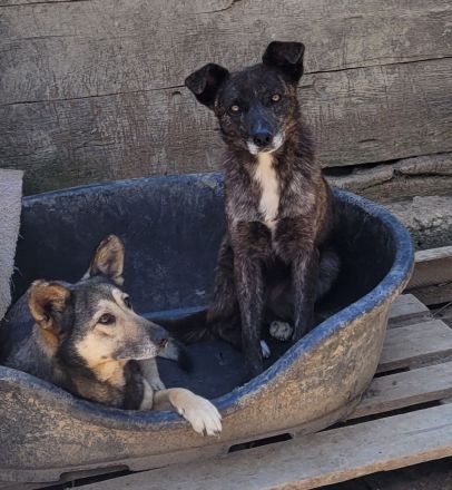 LARA die sanfte Seele