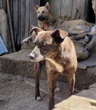 LARA die sanfte Seele