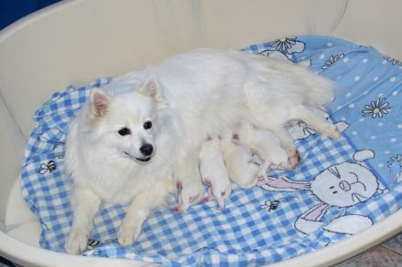 Schneeweißer Spitz Rüde, 16 Wochen alt