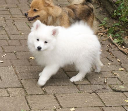 Schneeweißer Spitz Rüde, 16 Wochen alt
