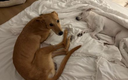 Keylam wünscht sich ein eigenes Körbchen!