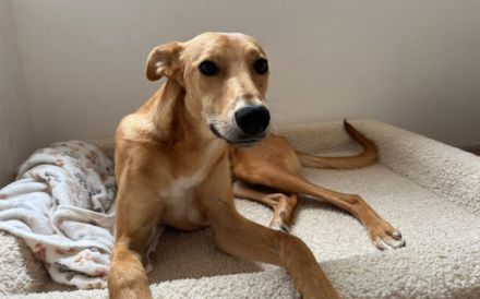 Keylam wünscht sich ein eigenes Körbchen!