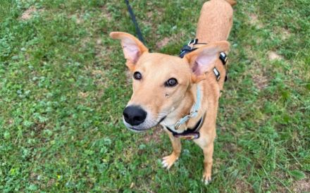 Keylam wünscht sich ein eigenes Körbchen!