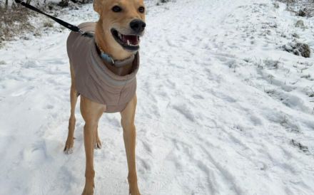 Keylam wünscht sich ein eigenes Körbchen!