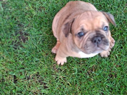Französische bulldogge Welpen, Rüde ,Mädchen