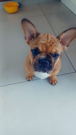 Französische bulldogge Welpen, Rüde ,Mädchen