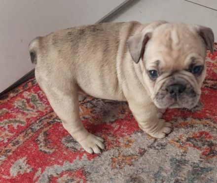 Französische bulldogge Welpen, Rüde ,Mädchen