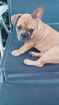 Französische bulldogge Welpen, Rüde ,Mädchen