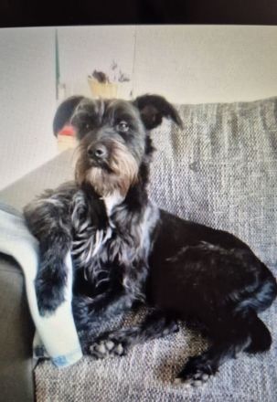 Rocky sucht neues Zuhause