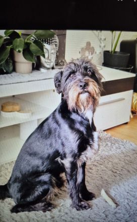 Rocky sucht neues Zuhause