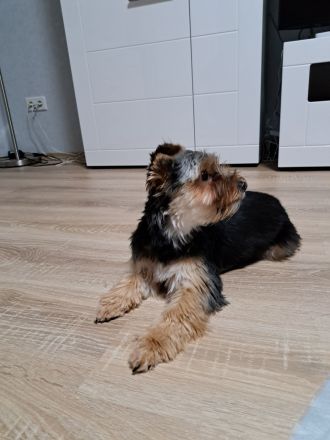 Yorkshire Terrier Welpen