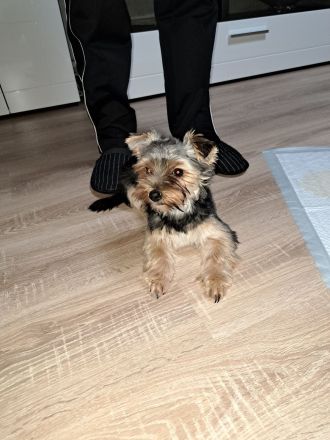 Yorkshire Terrier Welpen