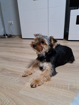 Yorkshire Terrier Welpen