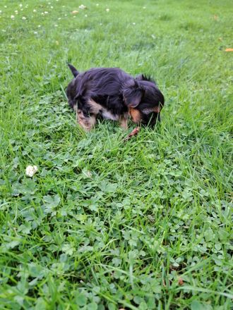 Yorkshire Terrier Welpen