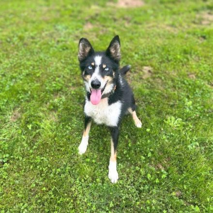 Anouk in 34298 Helsa sucht ihr Für-immer-Zuhause