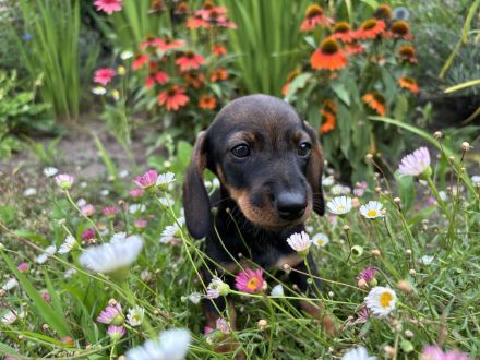 Rauhaardackel-Welpen aus liebevoller Zucht suchen ein Zuhause! 🐾