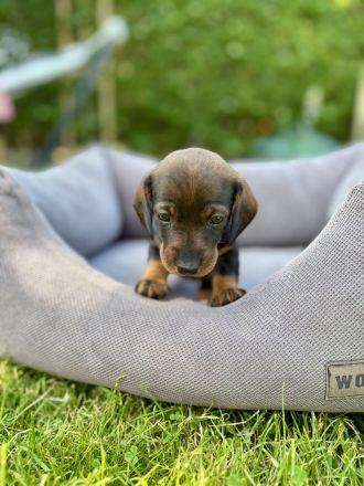 Rauhaardackel-Welpen aus liebevoller Zucht suchen ein Zuhause! 🐾