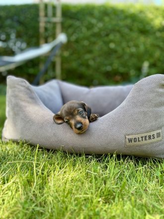 Rauhaardackel-Welpen aus liebevoller Zucht suchen ein Zuhause! 🐾