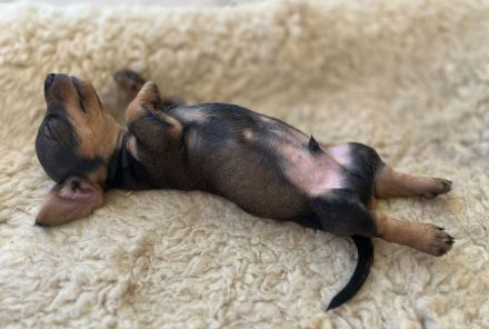 Rauhaardackel-Welpen aus liebevoller Zucht suchen ein Zuhause! 🐾