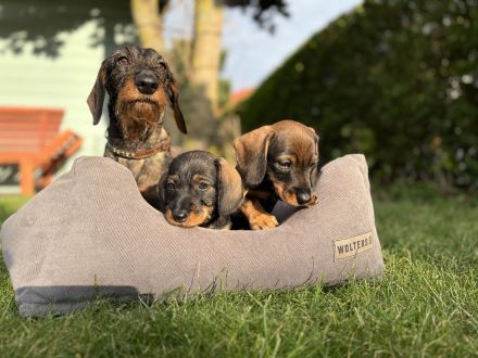 Rauhaardackel-Welpen aus liebevoller Zucht suchen ein Zuhause! 🐾