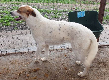 Braja, 3 jährige, fröhliche Hündin, die auf ein schönes Leben mit Abwechslung hofft, 3 Jahre, 54 cm