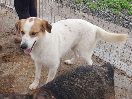 Braja, 3 jährige, fröhliche Hündin, die auf ein schönes Leben mit Abwechslung hofft, 3 Jahre, 54 cm