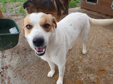 Braja, 3 jährige, fröhliche Hündin, die auf ein schönes Leben mit Abwechslung hofft, 3 Jahre, 54 cm