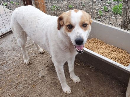 Braja, 3 jährige, fröhliche Hündin, die auf ein schönes Leben mit Abwechslung hofft, 3 Jahre, 54 cm