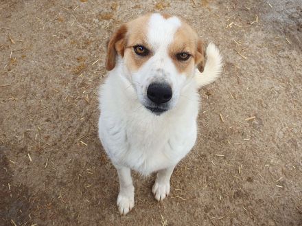 Braja, 3 jährige, fröhliche Hündin, die auf ein schönes Leben mit Abwechslung hofft, 3 Jahre, 54 cm