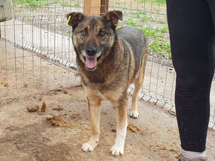 Nando, sehr freundlicher und aufgeschlossener Rüde möchte endlich viel erleben, 4 Jahre, 53 cm