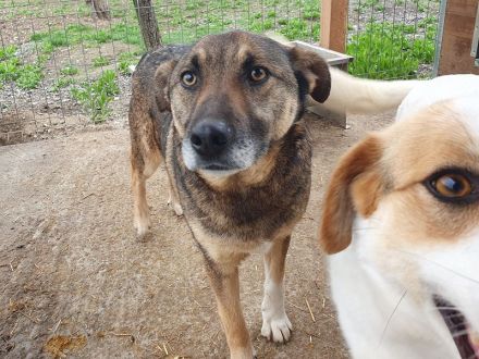 Nando, sehr freundlicher und aufgeschlossener Rüde möchte endlich viel erleben, 4 Jahre, 53 cm