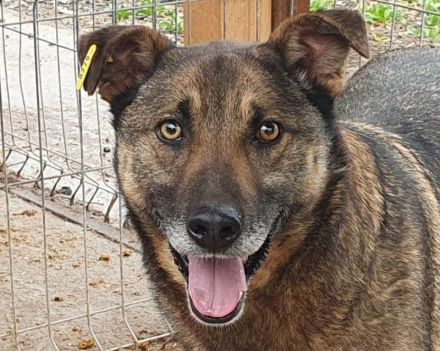 Nando, sehr freundlicher und aufgeschlossener Rüde möchte endlich viel erleben, 4 Jahre, 53 cm