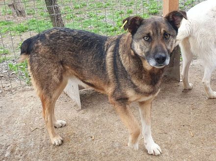 Nando, sehr freundlicher und aufgeschlossener Rüde möchte endlich viel erleben, 4 Jahre, 53 cm