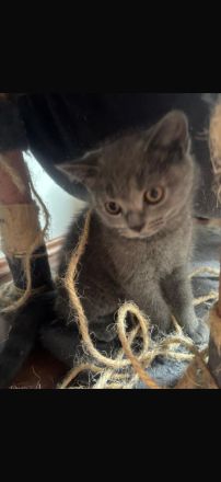 Bkh kitten abzugeben