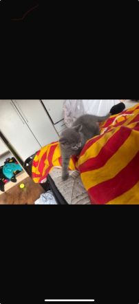 Bkh kitten abzugeben