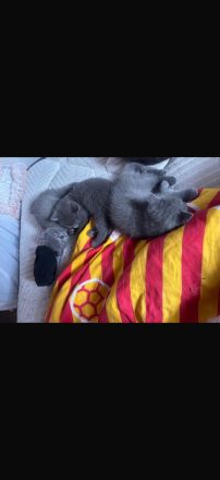 Bkh kitten abzugeben